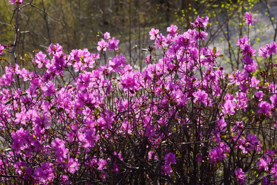 Рододендрон Даурский багульник