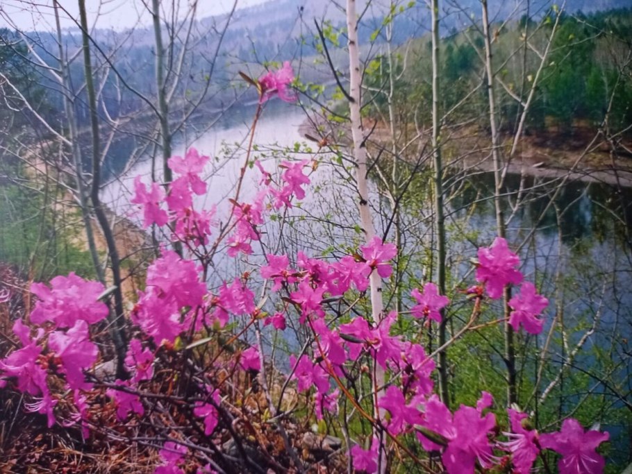 Рододендрон багульник Дальневосточный