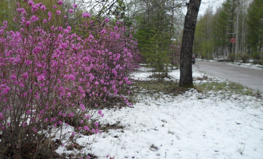 Тында багульник цветет