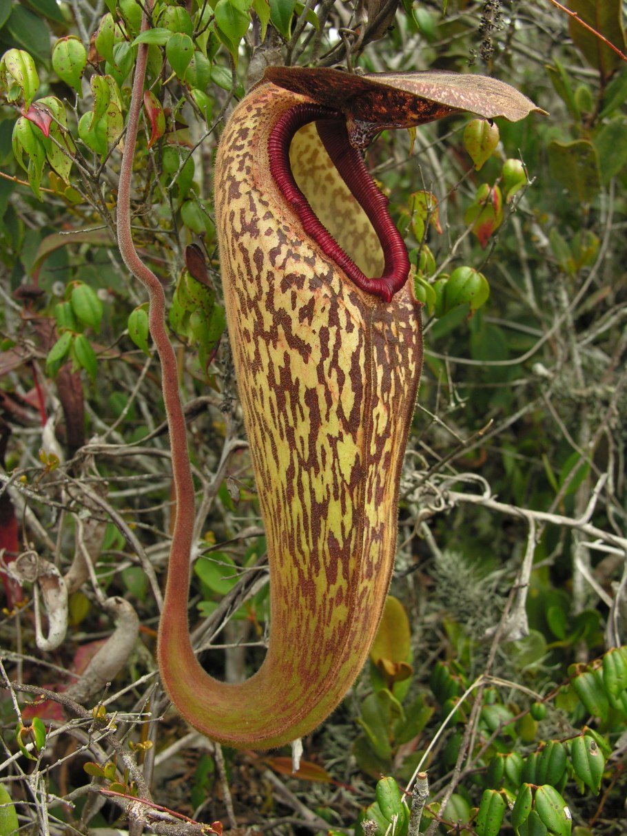 Непентес (Nepenthes)
