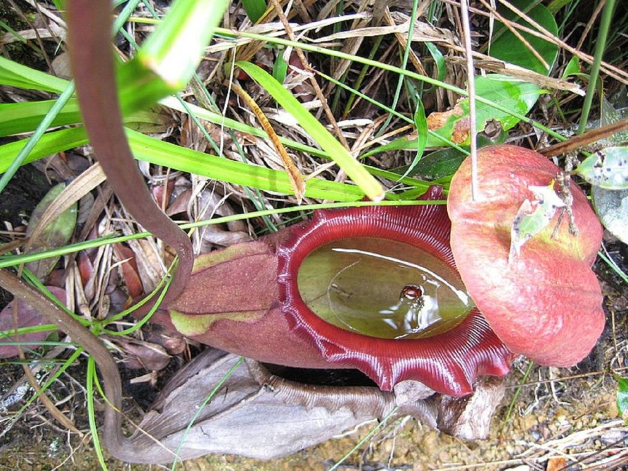 Венерина мухоловка