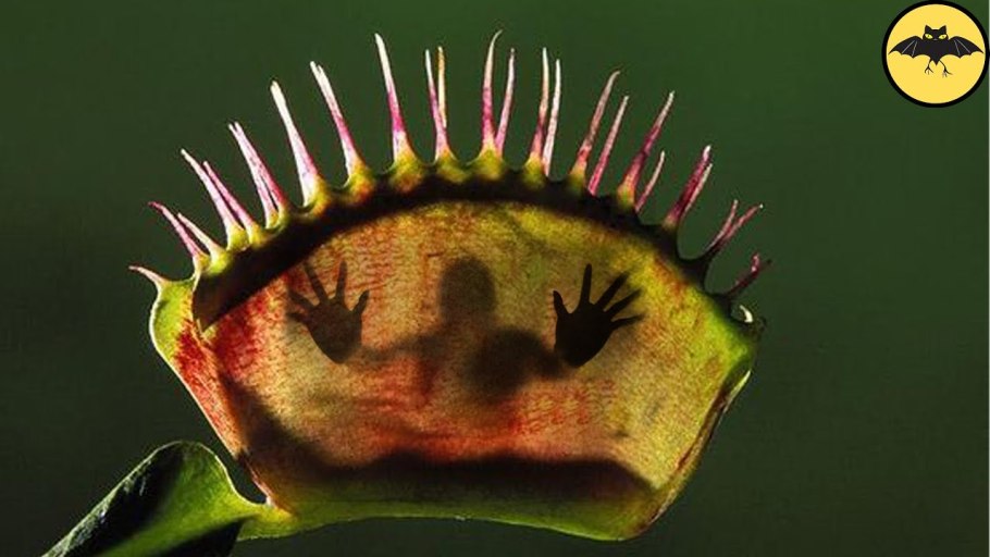 Цветок хищник Венерина мухоловка