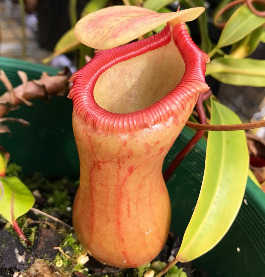 Непентес растение кувшинчик