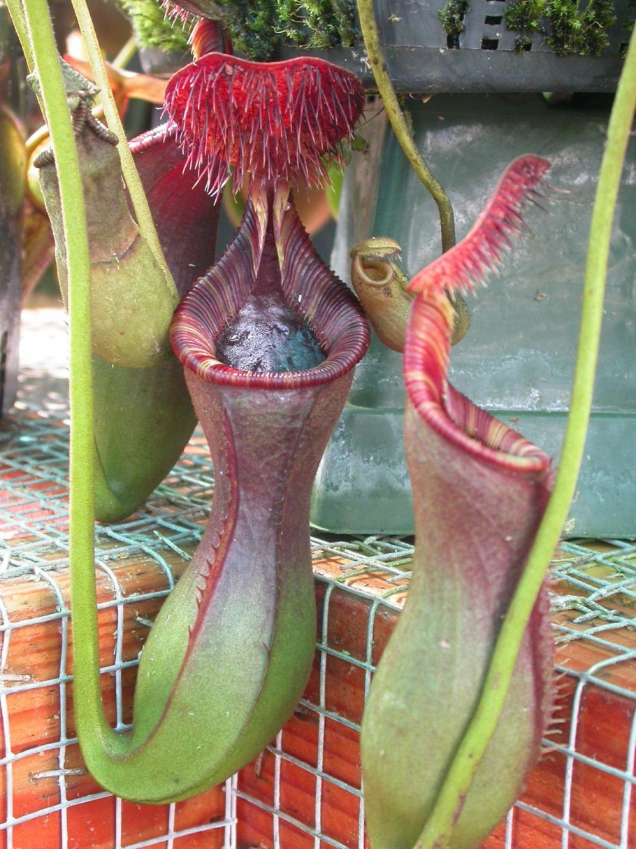 Цветок хищник Венерина мухоловка