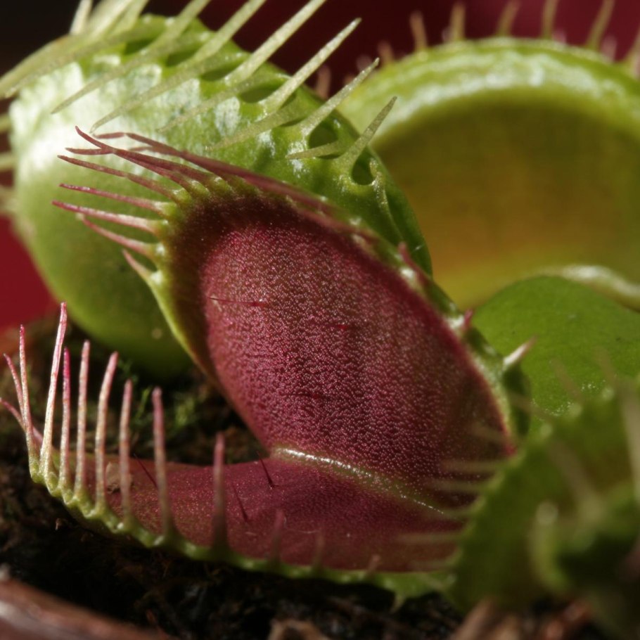 Венерина мухоловка страшная