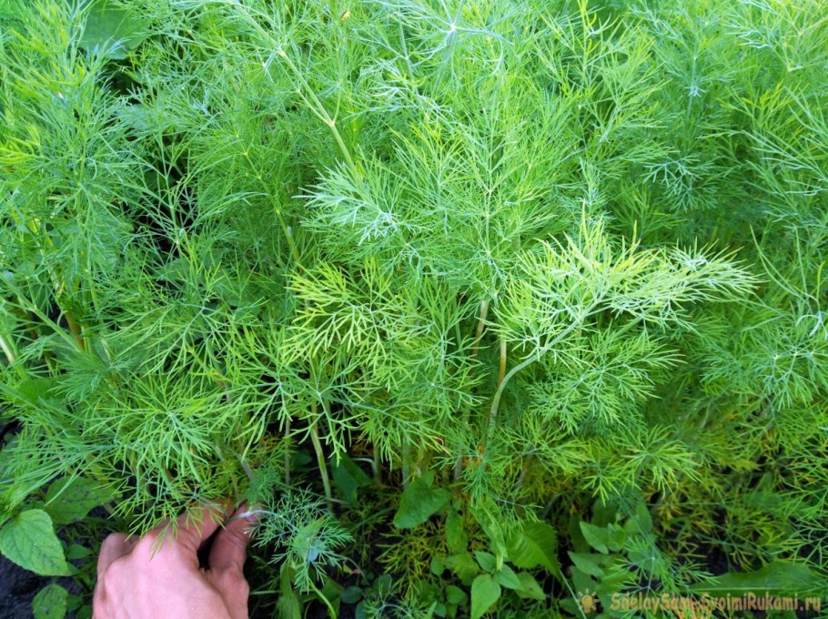 Укроп Дилл Уральск