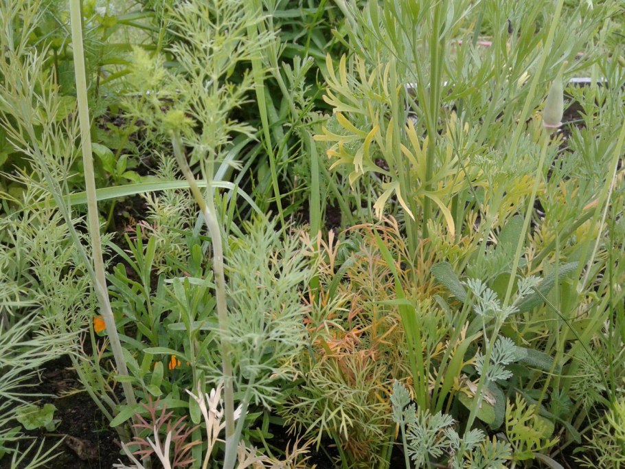 Укроп пожелтевший