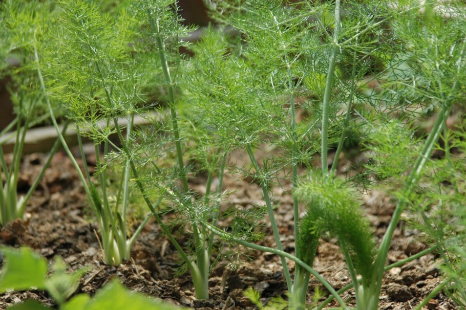 Кинза гнилая