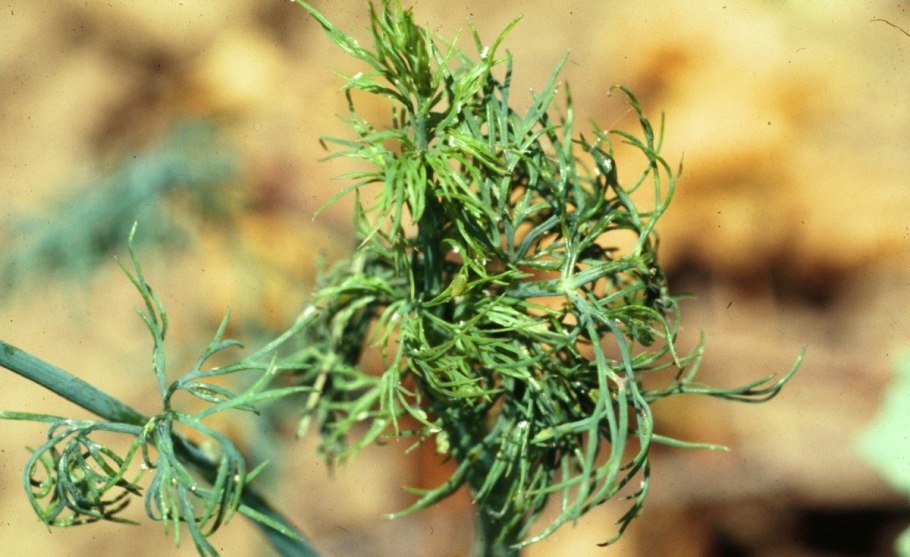 Укроп пучковый ароматный, 1г