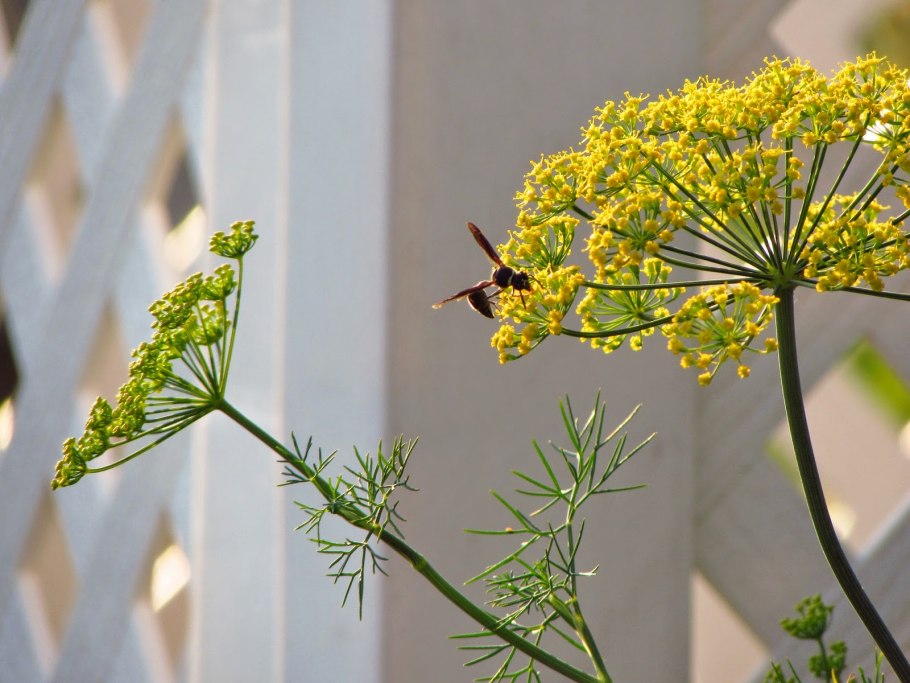 Укроп замочил