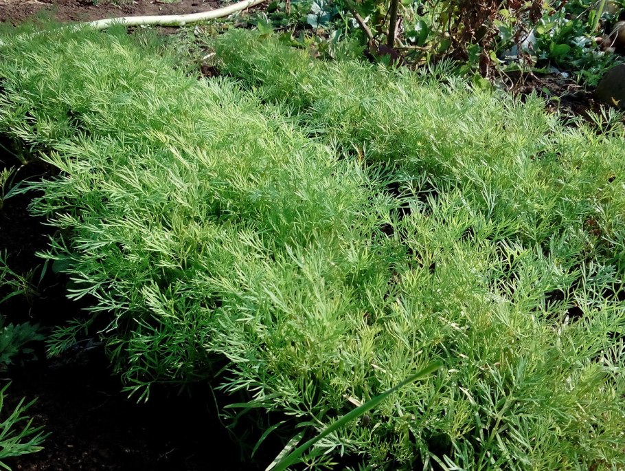 Церкоспороз укропа