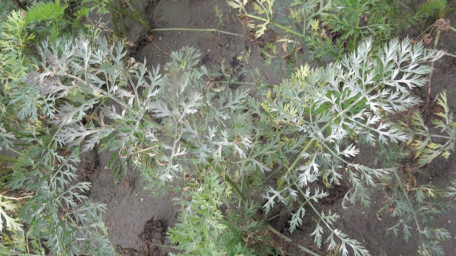 Фенхель куст