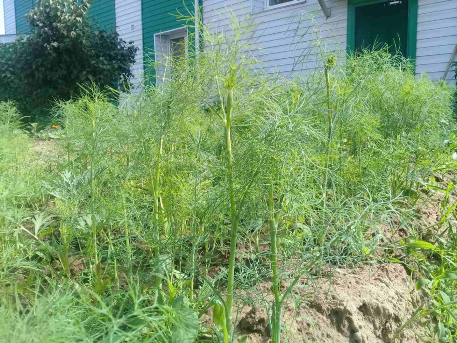 Семена укропа для посадки на зелень