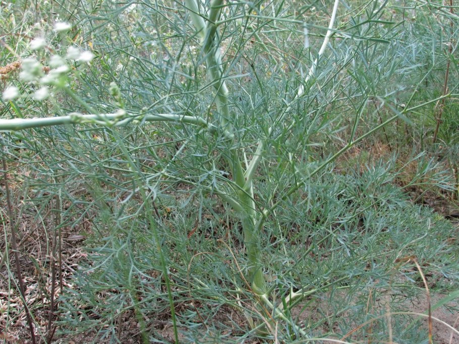 Церкоспороз укропа