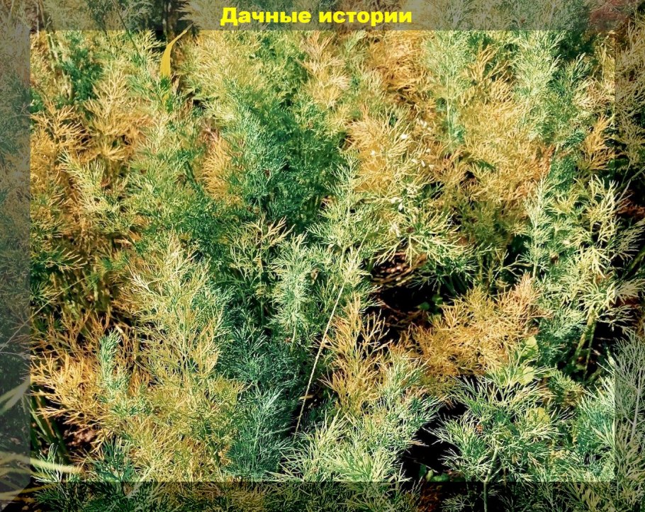 Фомоз укропа