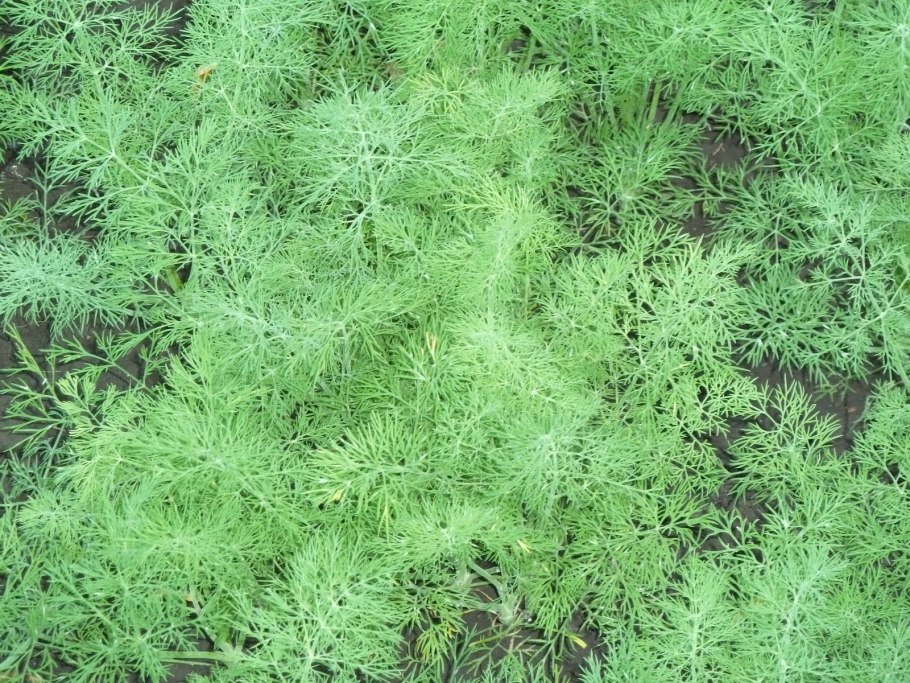 Болезни укропа на грядке