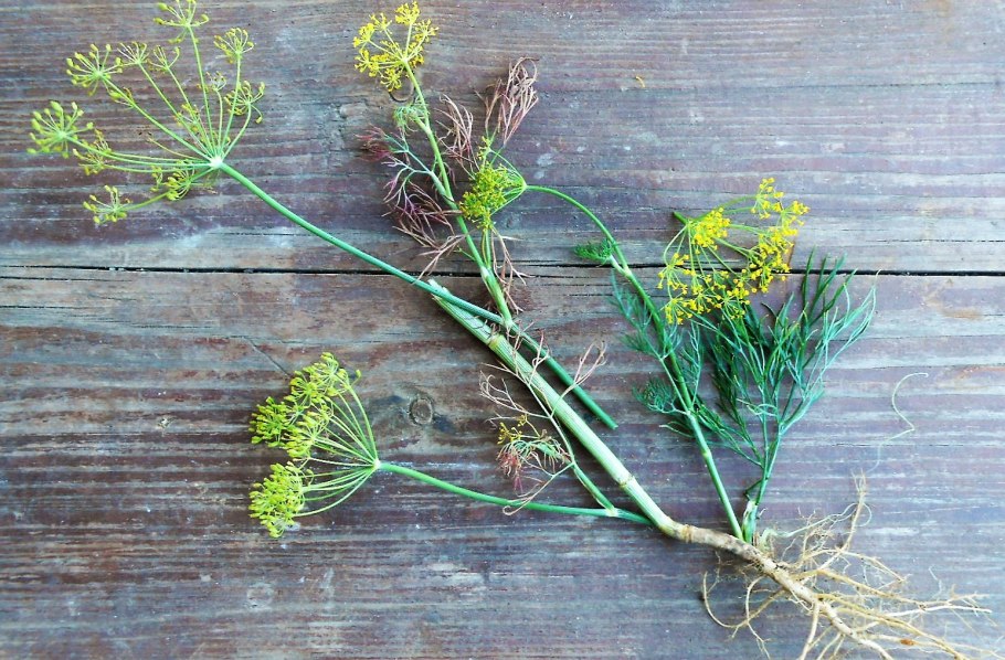 Укроп Гренадер