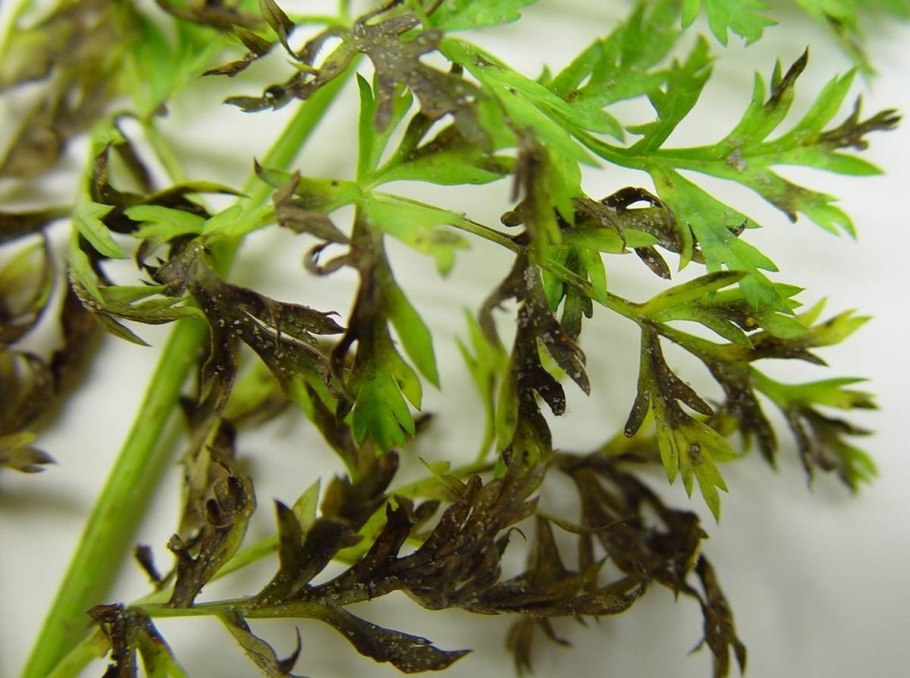 Растения похожие на укроп в поле