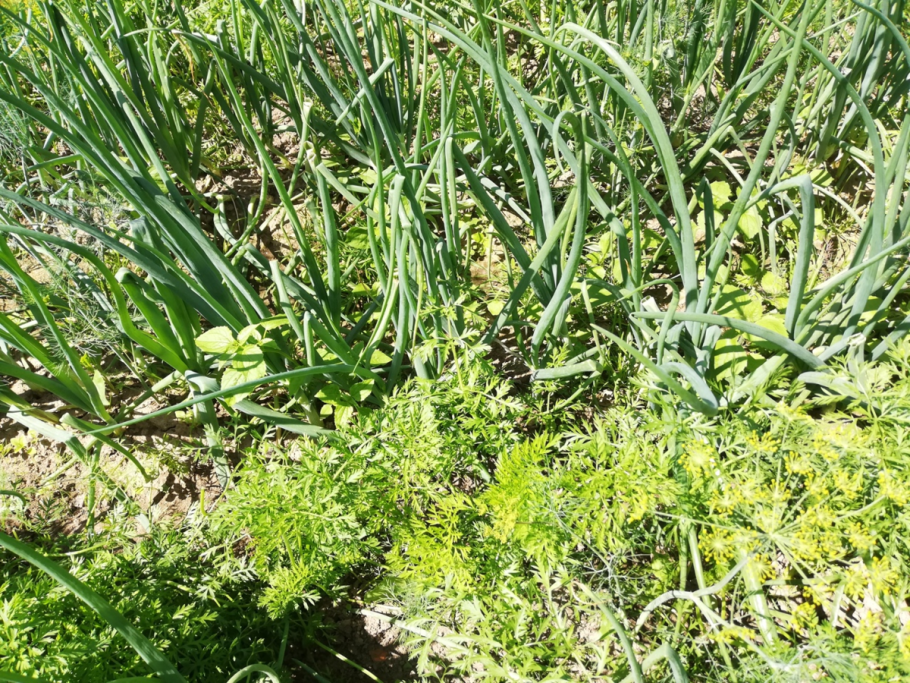 Мучнистая роса на укропе