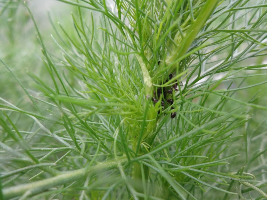 Соцветие зонтик укроп