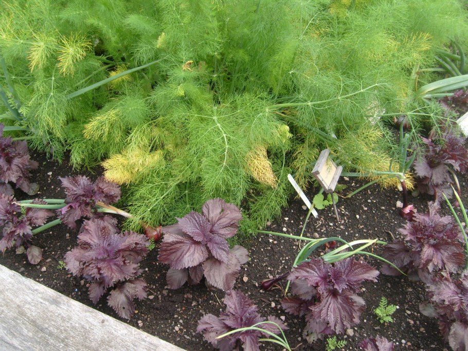 Фенхель зелень