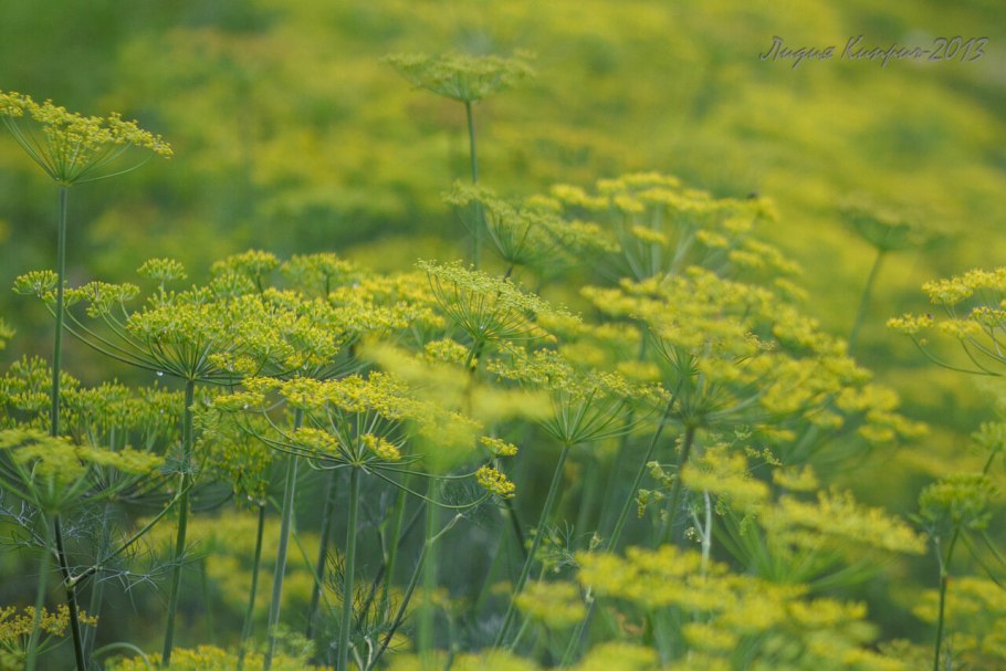 Зелень в открытом грунте
