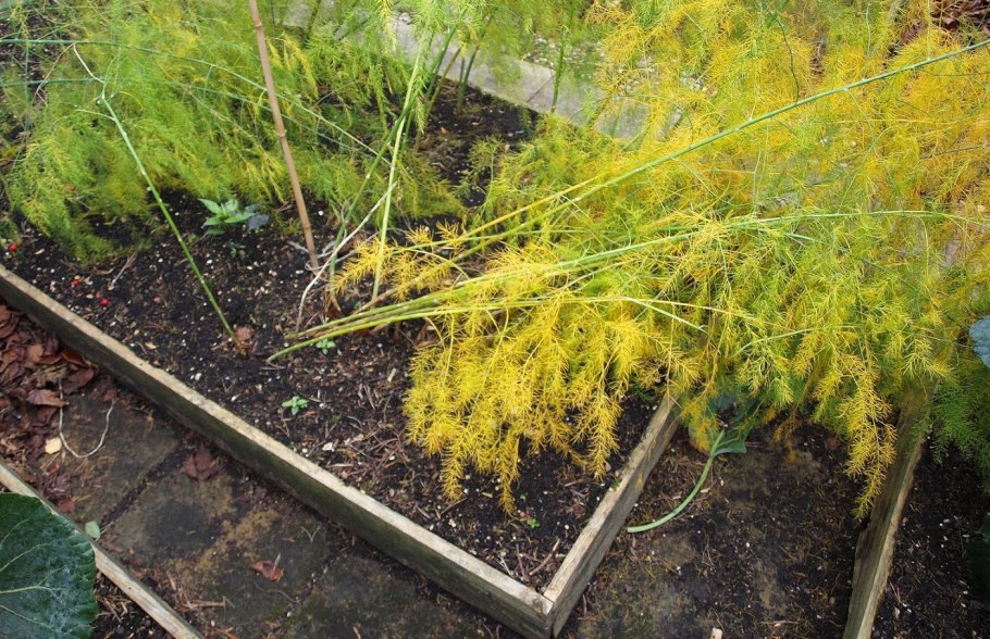 Аспарагус Шпренгера пожелтел