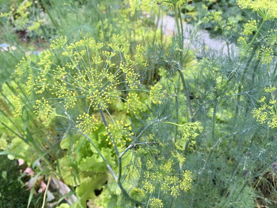 Укроп Русич