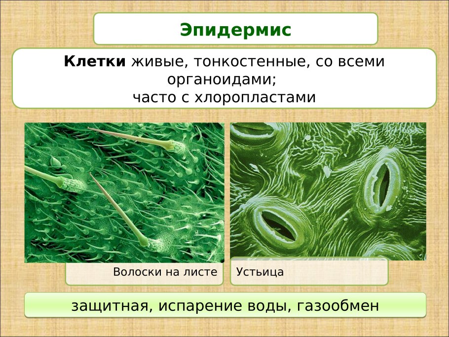 Форма растетилный клетки