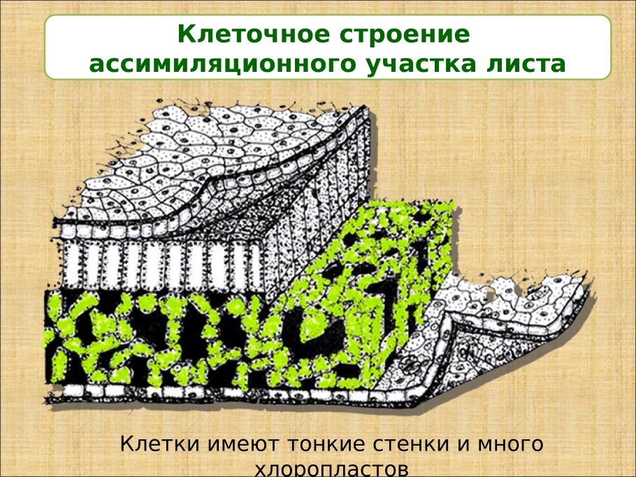 Устьица листа под микроскопом