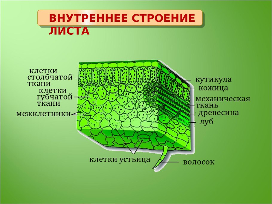 Паренхима и склеренхима