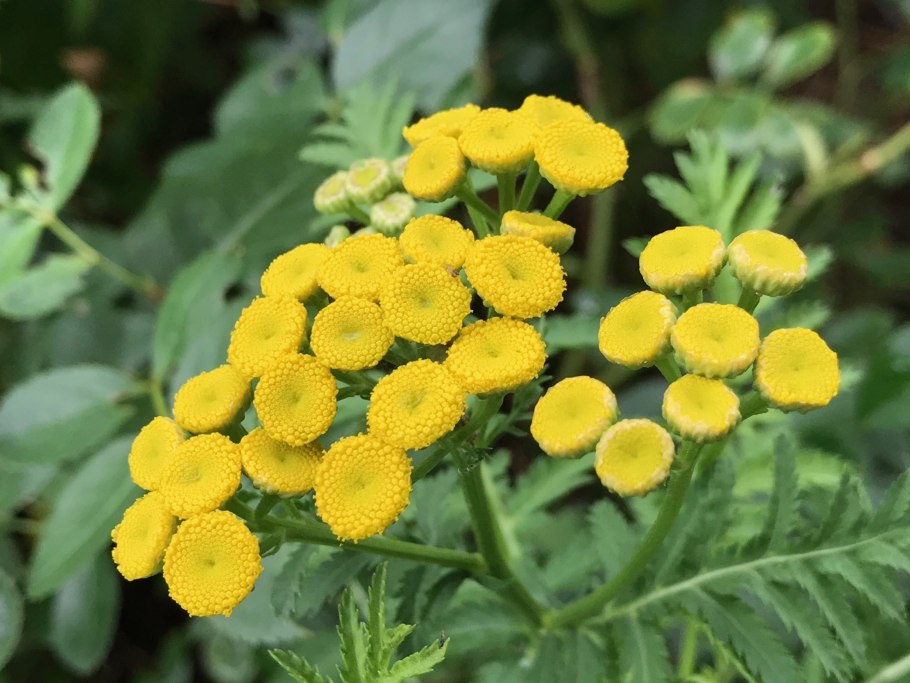 Сибирская пижма (Tanacetum sibiricum) Дальний Восток