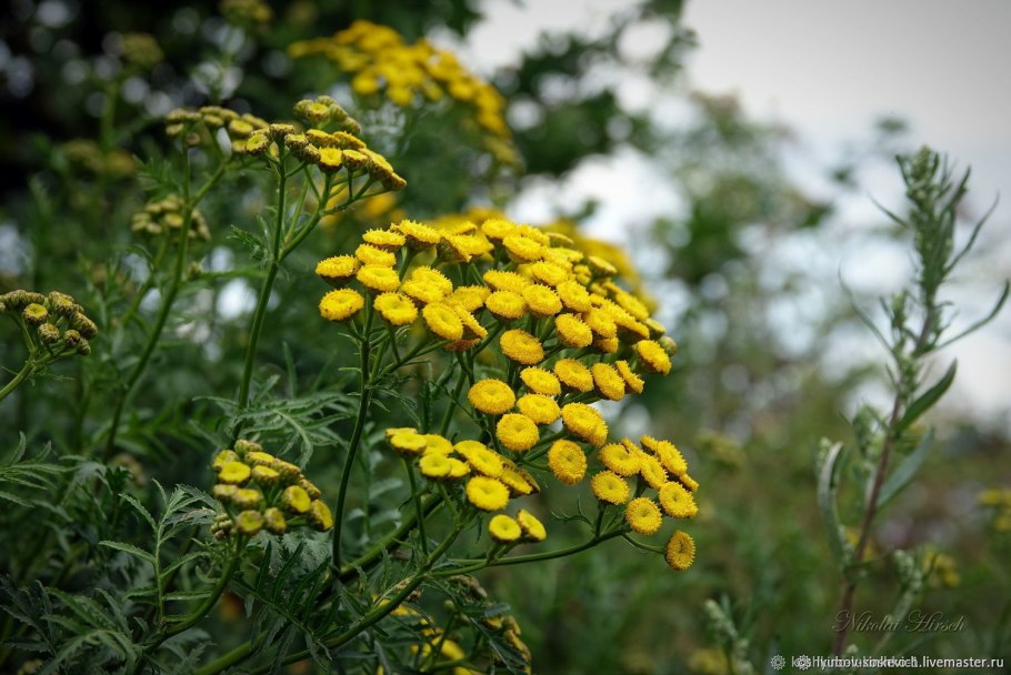 Сибирская пижма (Tanacetum sibiricum) Дальний Восток