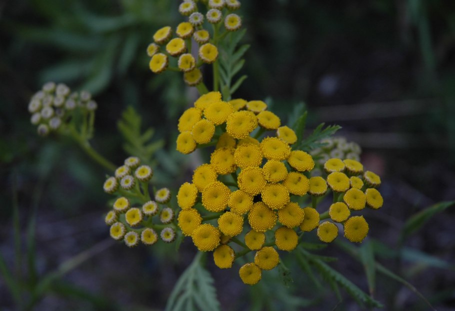 Пижма обыкновенная (Tanacetum vulgaris)