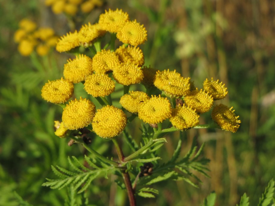 Пижма Tanacetum Garden Treasure
