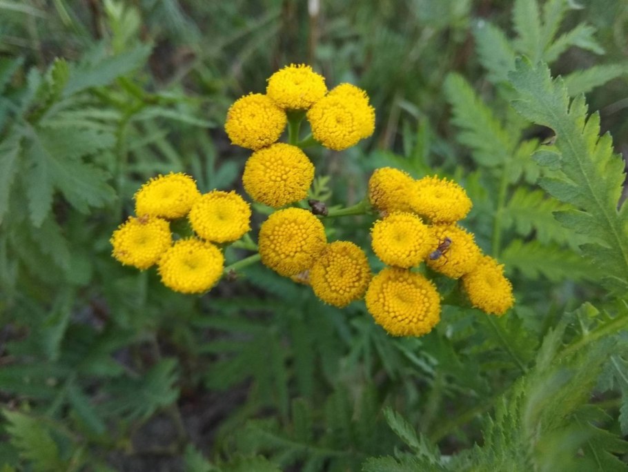 Пижма обыкновенная (Tanacetum vulgare l.)