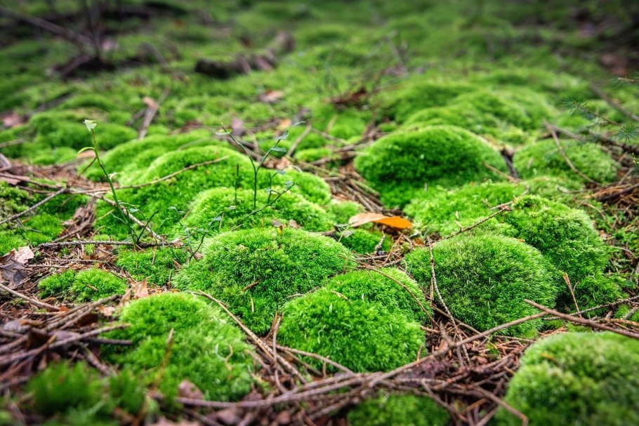Мхи Bryophyta