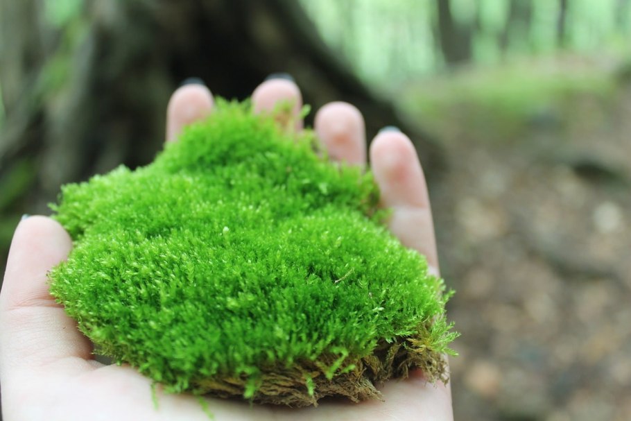 Мхи Bryophyta
