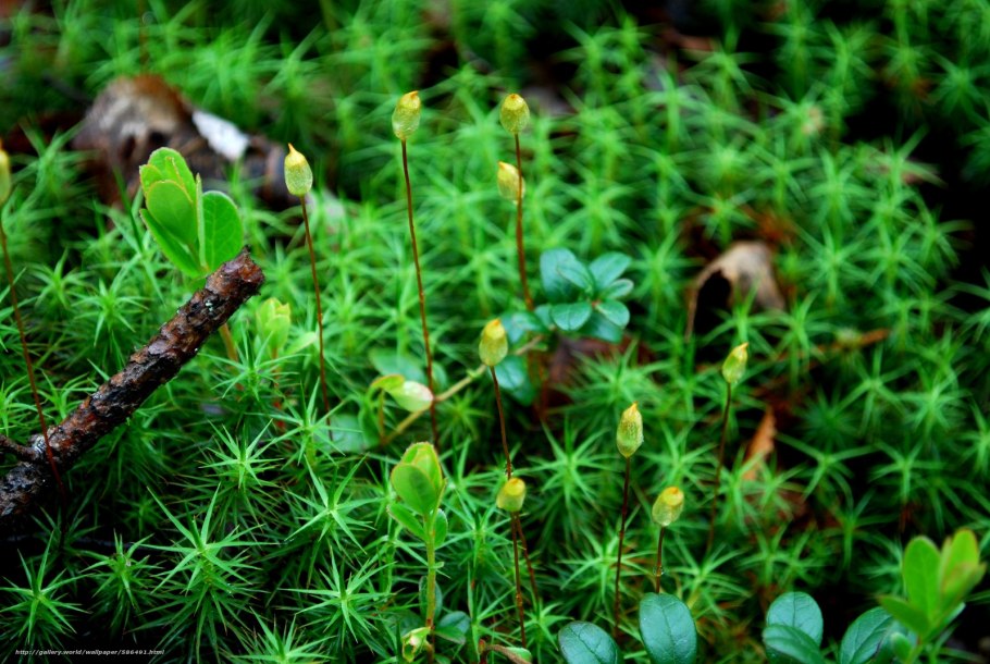 Мхи Bryophyta