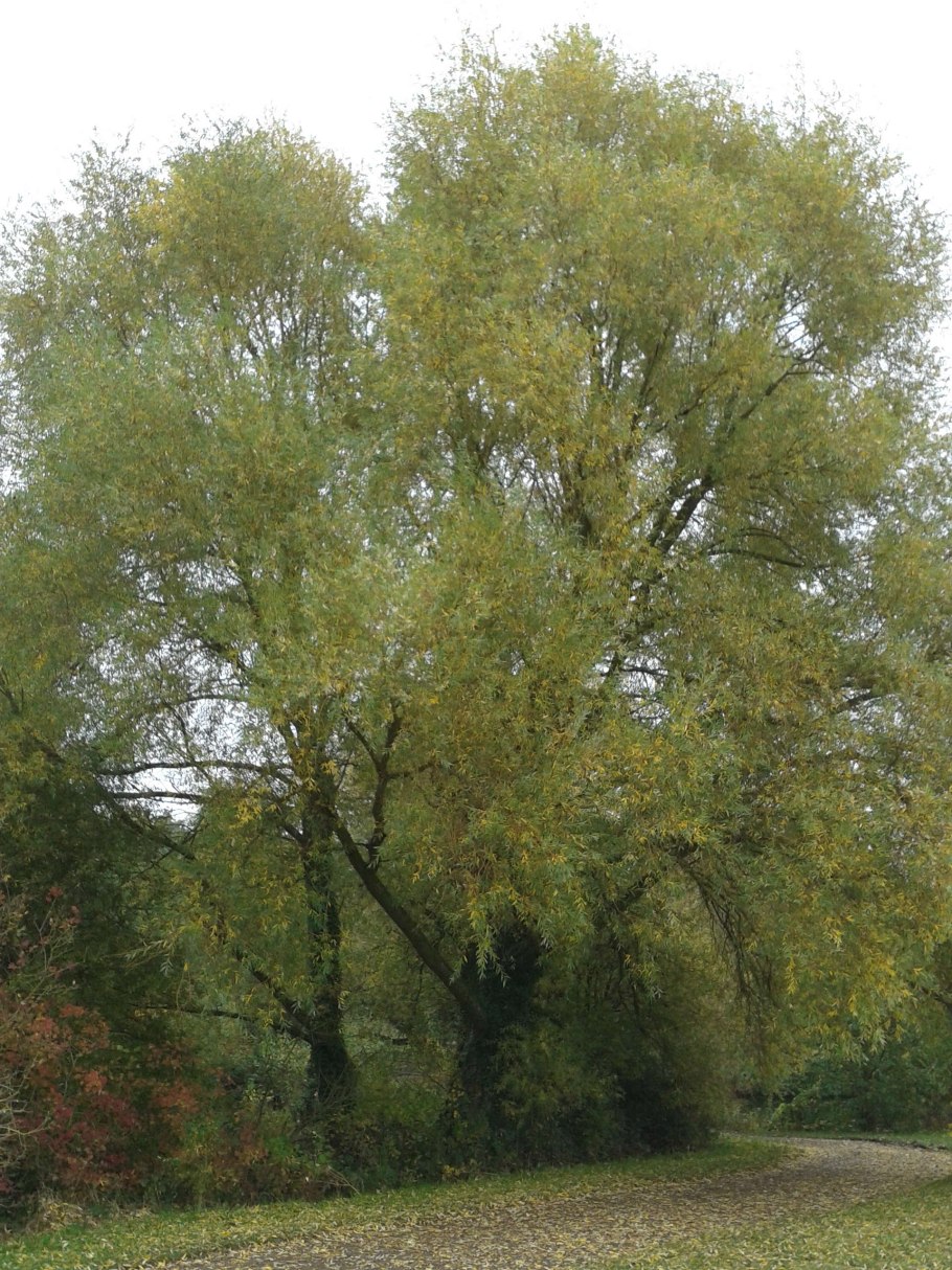 Ива белая серебристая