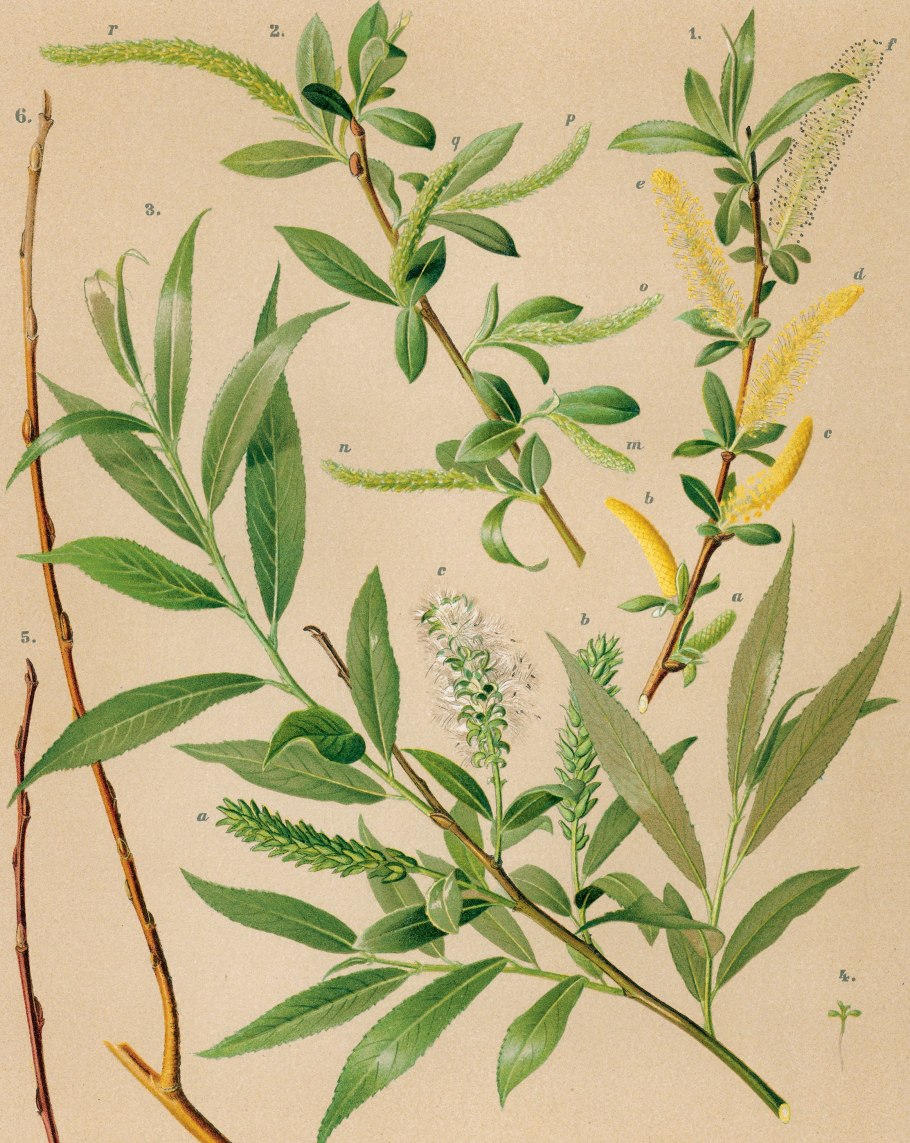 Ива Плакучий Гном