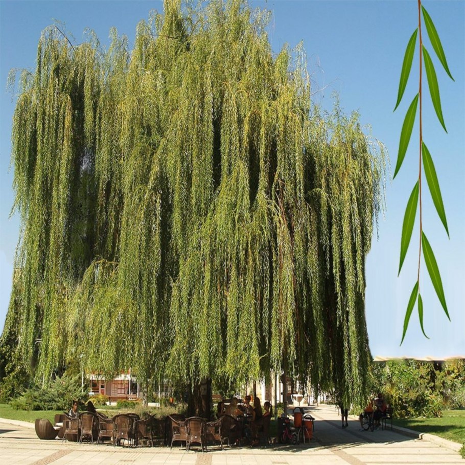 Ива белая tristis осенью