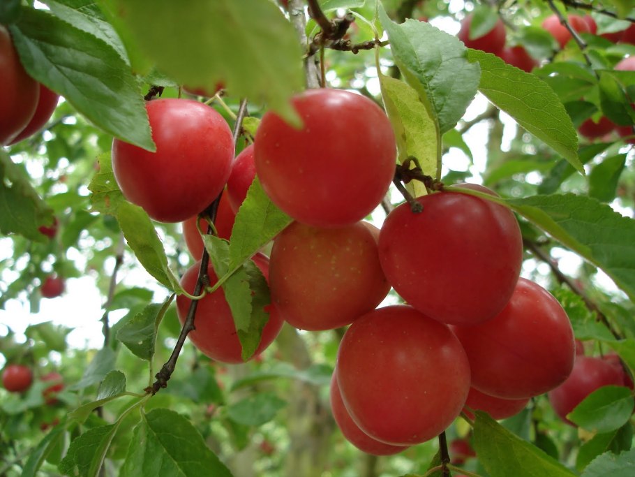 Алыча Чук описание сорта фото отзывы