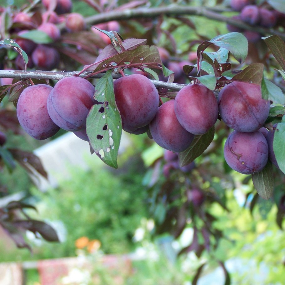 Слива Блэк Амбер