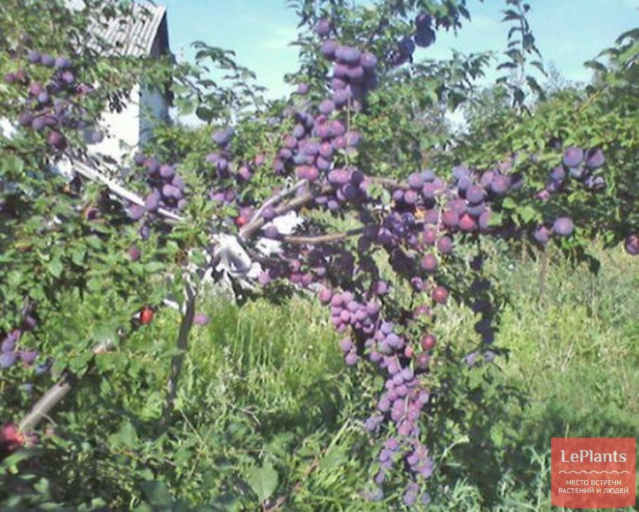 Алыча обильная саженцы