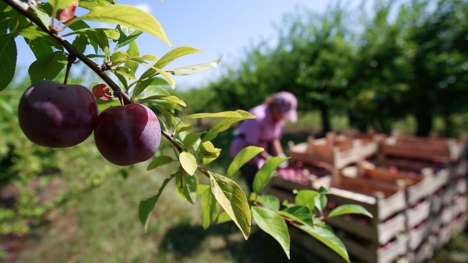 Слива алыча Кубанская Комета
