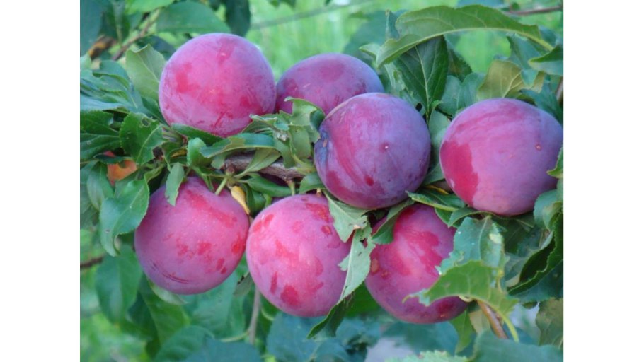 Слива русская (алыча) путешественница