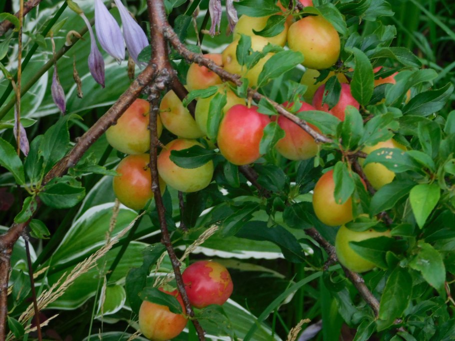 Саженцы алыча Клеопатра