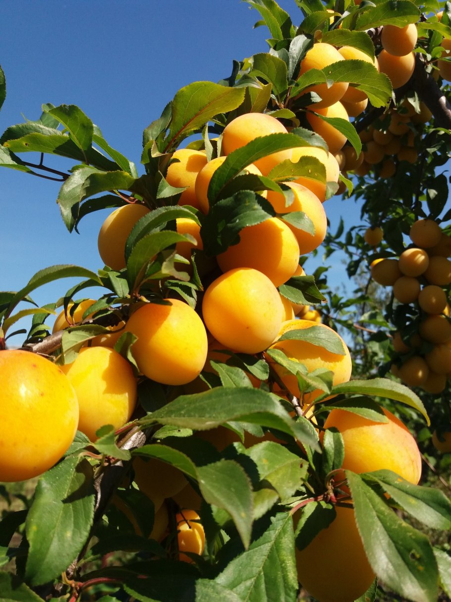 Саженцы алыча Клеопатра