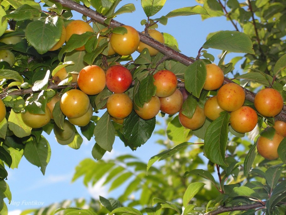 Слива русская (алыча) Клеопатра